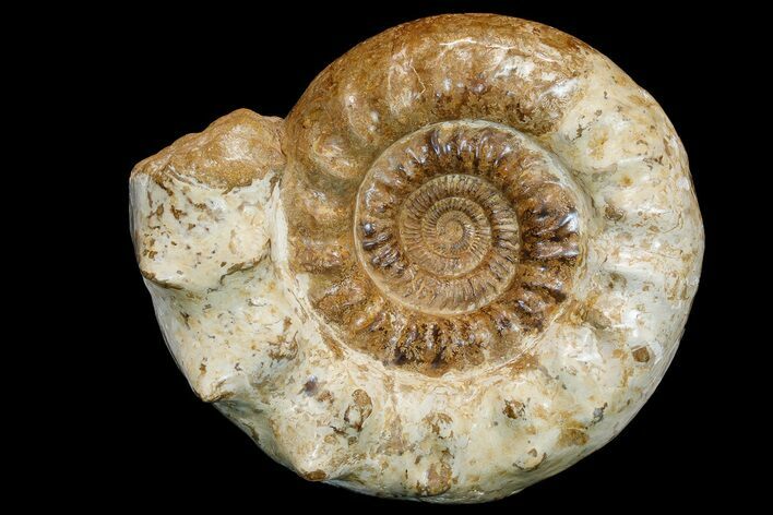 Massive, Jurassic Ammonite (Kranosphinctes?) Fossil - Madagascar #175781